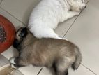 German Spitz pomeranian puppies
