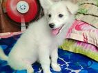 German Spitz puppy female for sell
