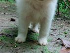 German Spitz puppy