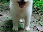 German Spitz puppy