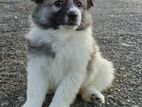 German Spitz puppy