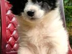 German Spitz puppy