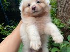 German spitz puppy