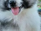 German Spitz puppy