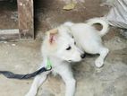 German Spitz Puppy