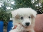 German Spitz puppy