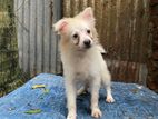 German spitz puppy (male)