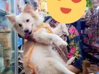 German Spitz Pure Breed