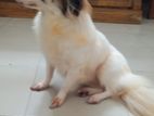 German Spitz(cocone)