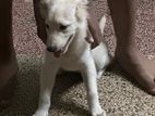 German Splitz Puppy