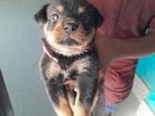 Germany Rottweiler Puppies