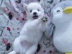 Germany Spitz