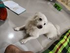 German Spitz