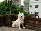 Germany Spitz