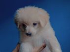 Germen Spitz & Lasha Mix Breed baby Male sell