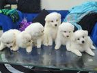 Germen Spitz Dog