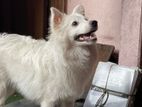 Germen spitz for sale