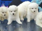 Germin spitz dog