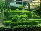 Get Comfortable In A 2200 Sq Ft Furnished Flat For Rent Banani