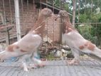 ঘন বাজির রাজশাহী গিরিবাজ বেবি