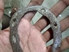 ঘোড়ার পায়ে ব্যবহুত আল