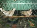 Bird for sell