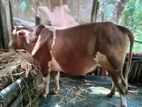 ঘরের পালিত গরু
