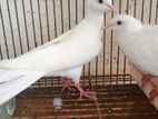 ঘুঘু / Dove