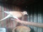 ঘুঘু পাখি