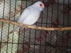 Diamond Dove for sell