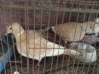 ঘুঘু পাখি অস্ট্রেলিয়ান