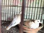 ঘুঘু জোরা বিক্রি