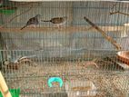 ঘুঘু পাখি ২ জোড়া | Diamond Dove 2 pairs.