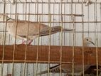 Astraulian Dove for sell