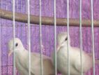 Australian Dove for sell