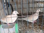 Australian Doves sell