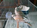 Bird sale