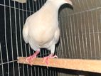 Bird for sale