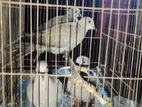 ঘুঘু পাখি