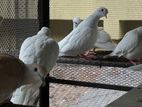 ঘুঘু পাখি / luffing dove ghughu