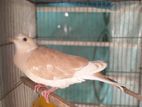 Dimond dove for sell