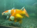 Giant 15 cm Goldfish + 24 Koi fish sale || Cheap price