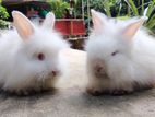 Giant Angora (Exhibition Quality)