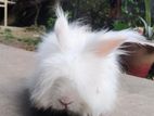 Giant Angora (Exhibition Quality)