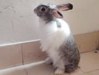 giant angora female