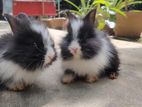 Giant Angora (Pair)