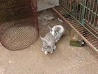 Giant Angora rabbit