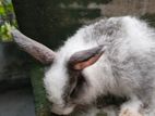 Giant Angora Rabbit