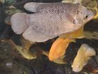 Giant Gourami