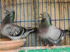 Giant Homa New Adult Pair